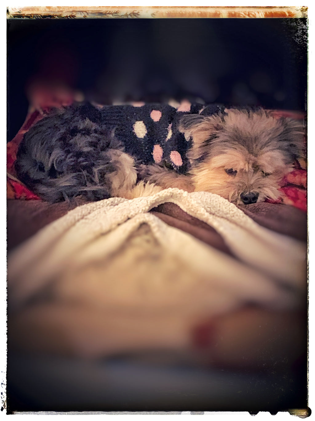 Shop dog Penny taking a long winters nap.