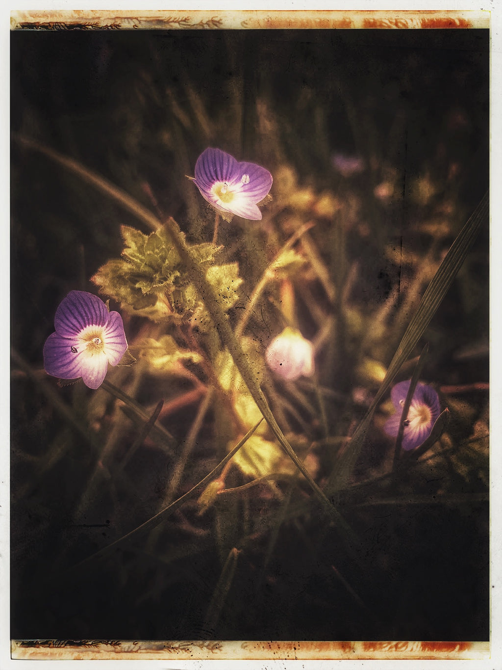 some tiny weed flowers I found on my walk, they are so beautiful up close.