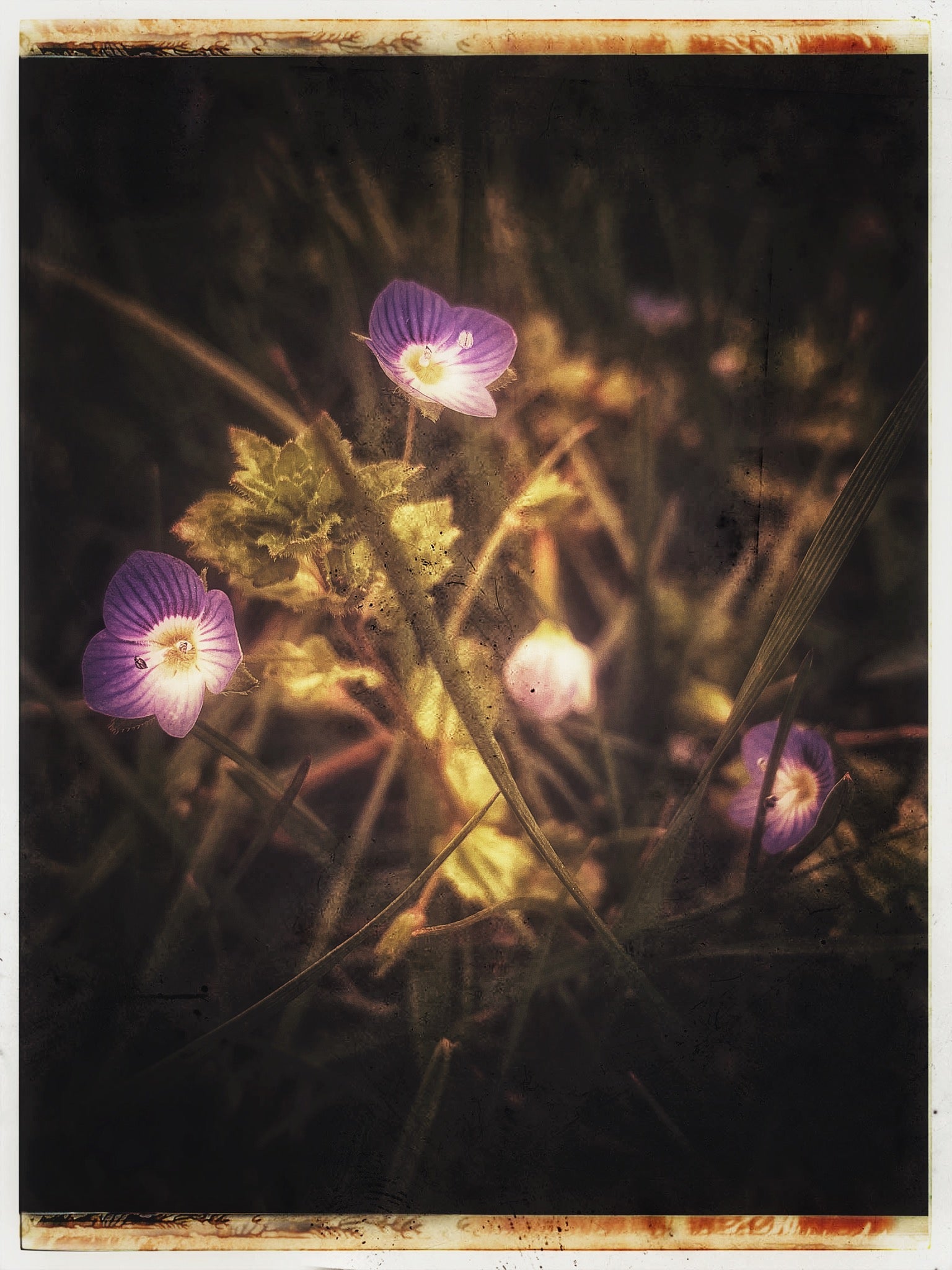 some tiny weed flowers I found on my walk, they are so beautiful up close.