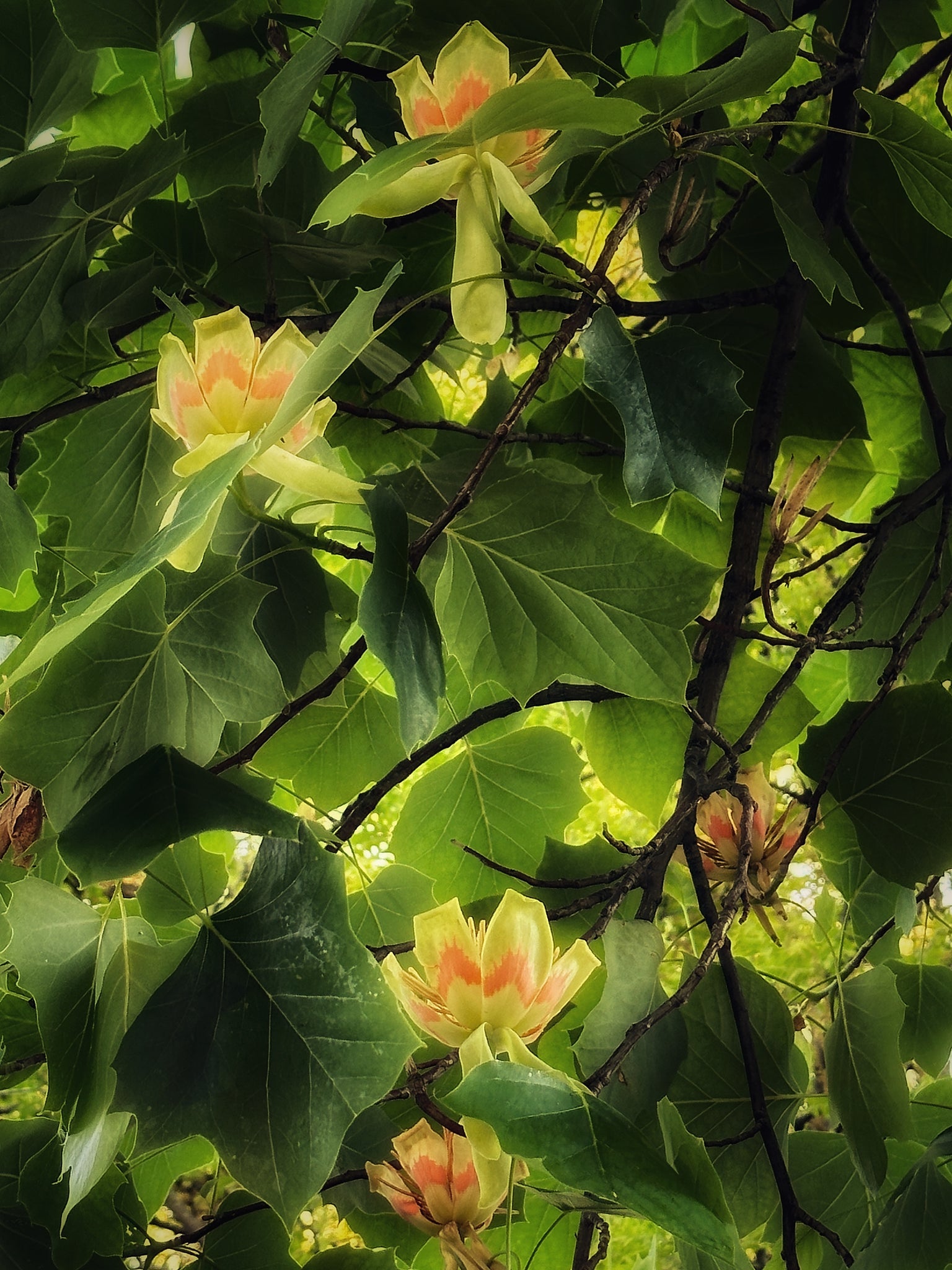 Evening Song
