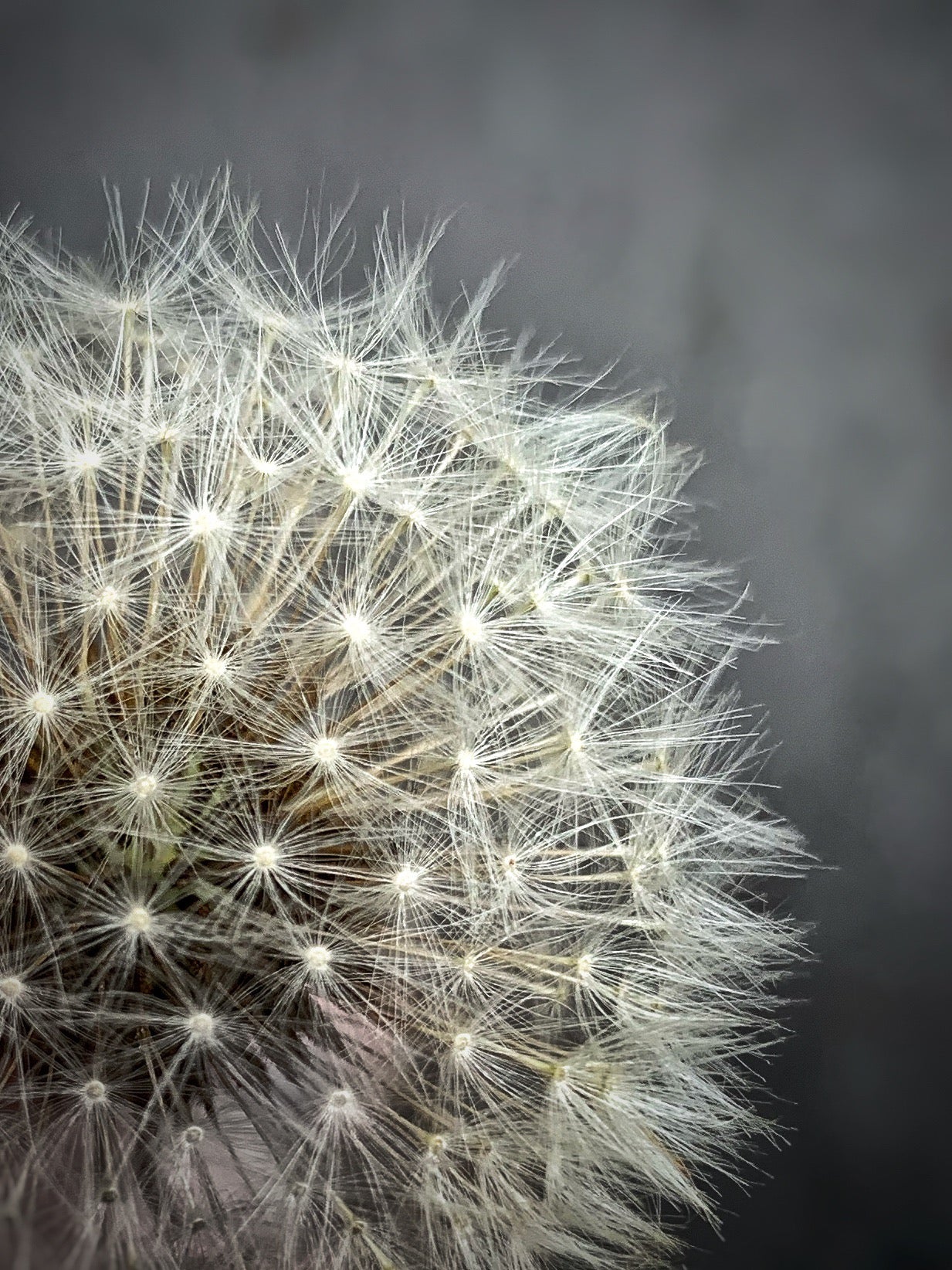 Dandelion puff that I found on my walk.