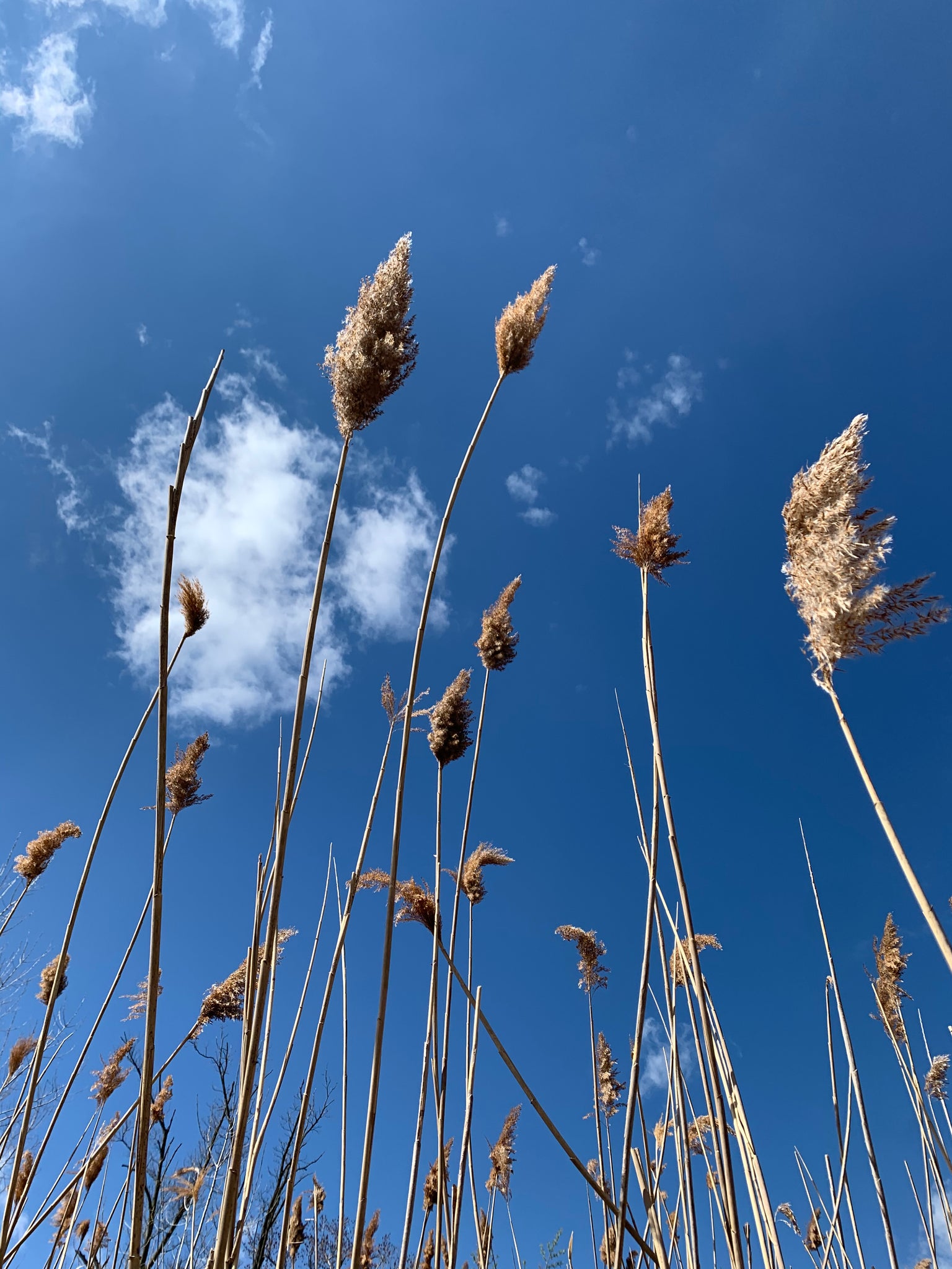 Blue Skies and Pampas Grass