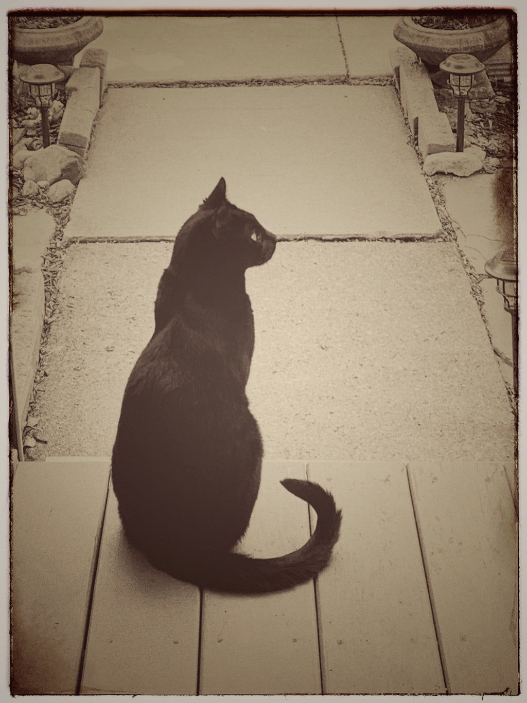 Today we had a beautiful black cat as a visitor on our porch.