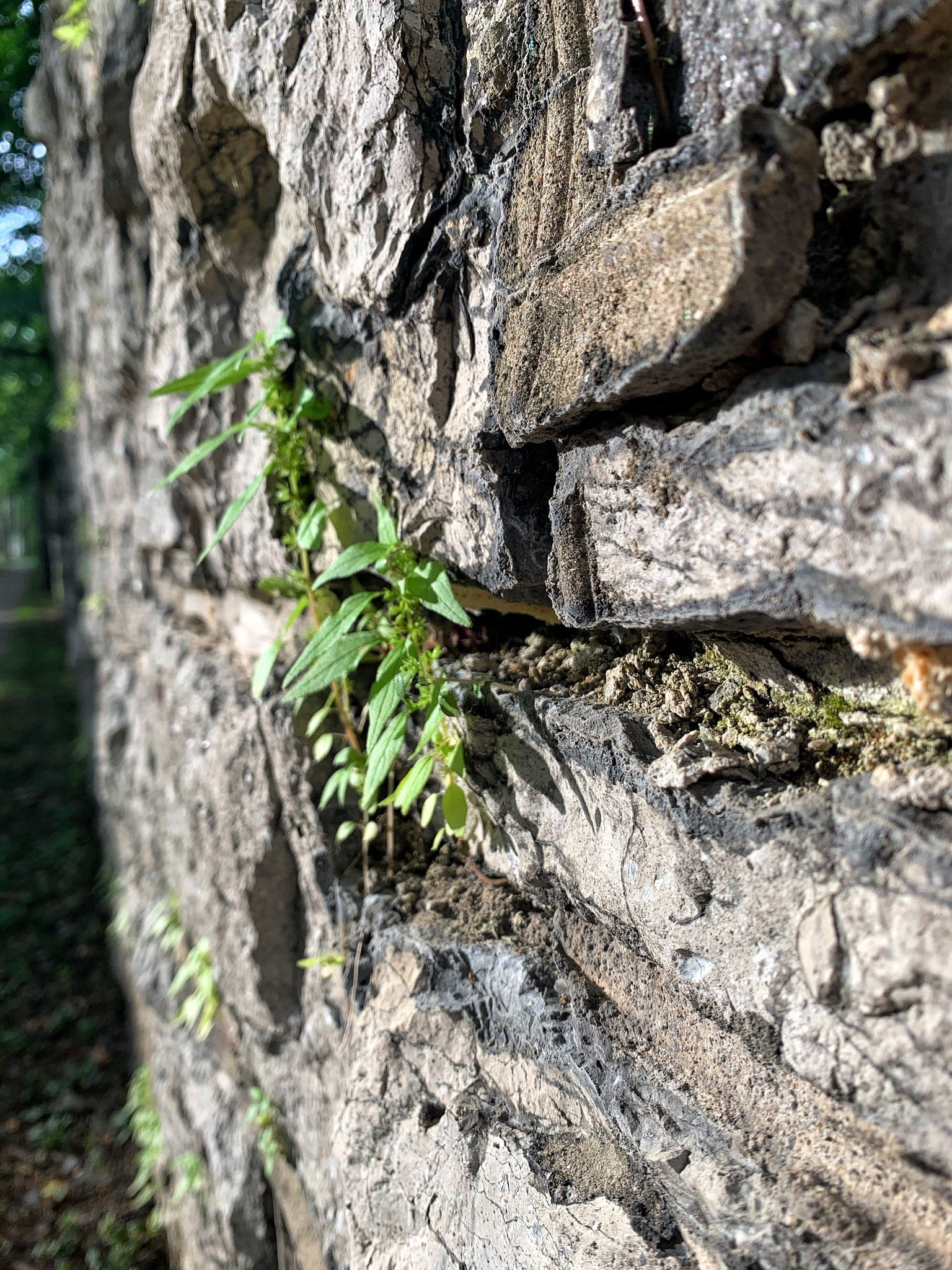 Plant life growing from the stone wall surrounding Sonnenberg Gardens, Canandaigua