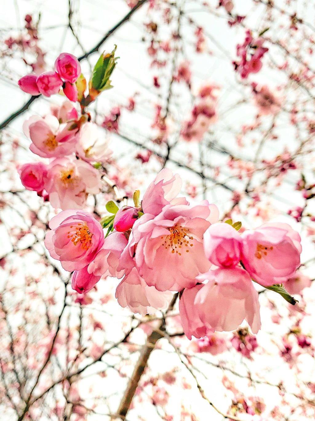 Cherry blossoms as found Mid April in Canandaigua NY