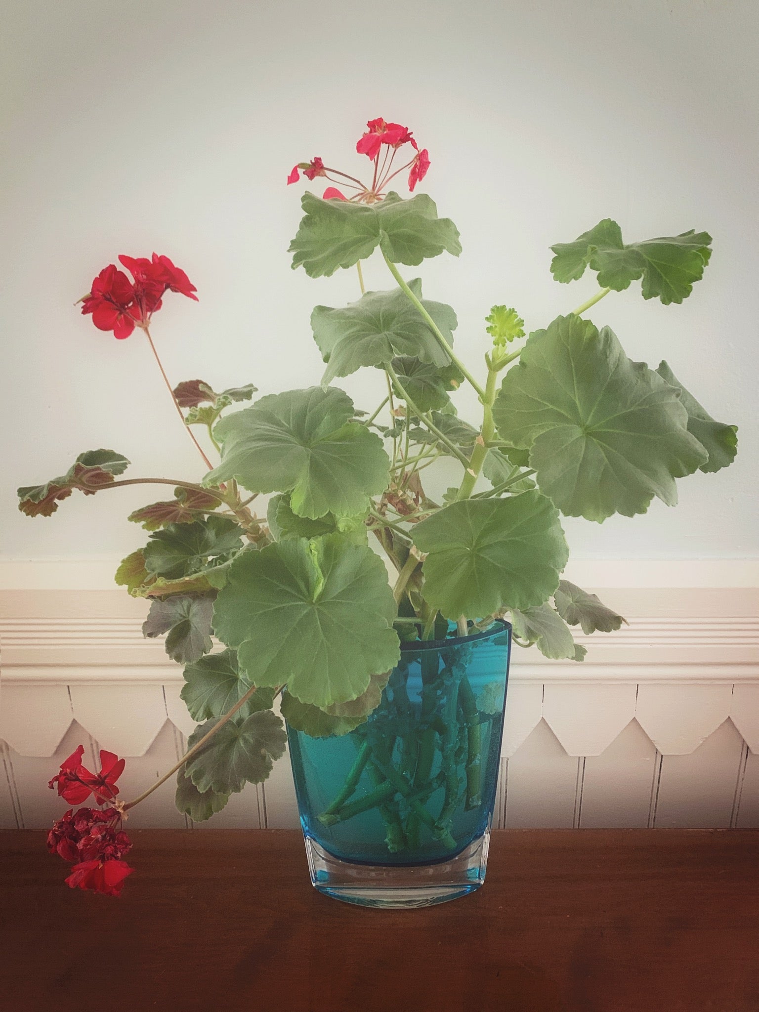 The cuttings from my old indoor geraniums.