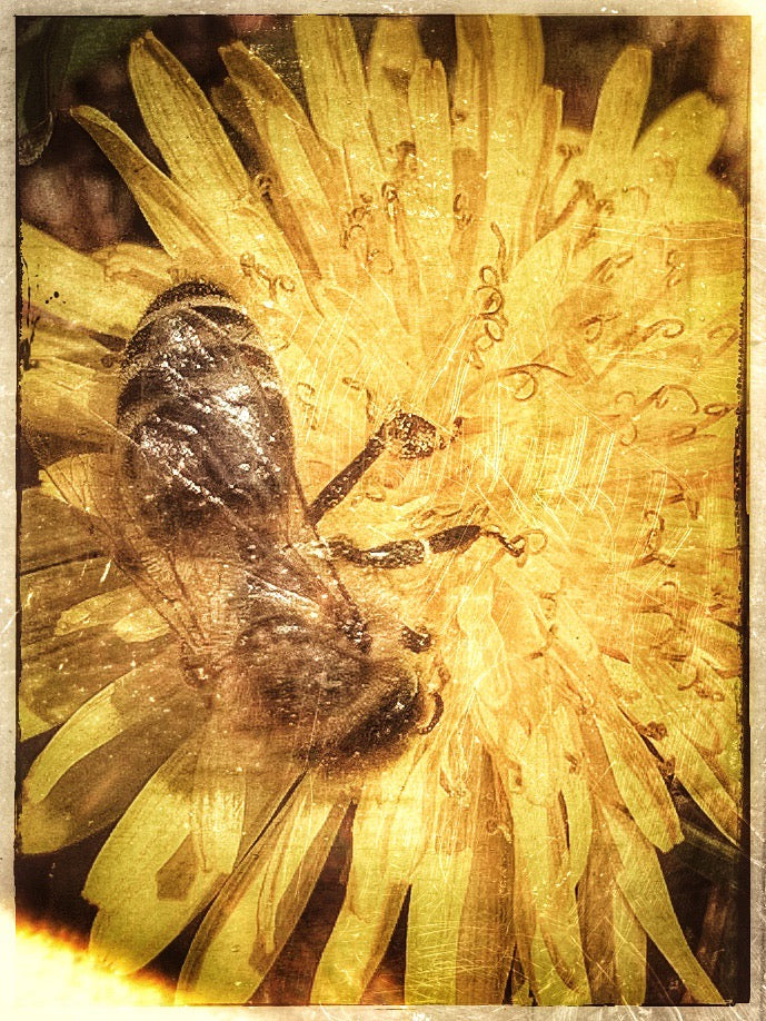 A bee with its springtime feast of dandelion