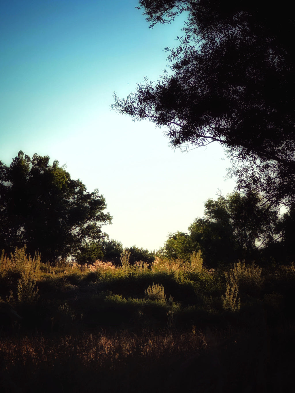 Dappled Things